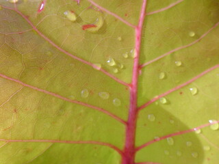 dew on leaf