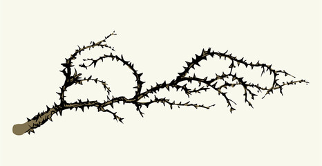 Branch of Blackthorn. Vector drawing