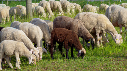Schafe auf der Weide, Bayern, Deutschland