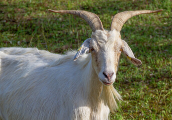 Saanenziege, Ziegenbock, Bayern, Deutschland