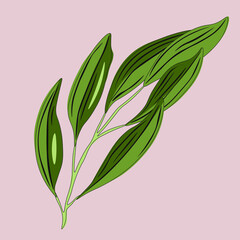 Illustration Featuring Colorful Wild Flowers. Vector flowers isolated.