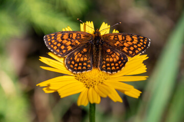 A close up view on a brown butterfly resting on a yellow flower. The background is green. The butterfly absorbs the sun. It has a lot of black spots. Calmness and peace