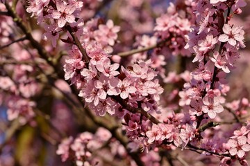 pink cherry blossom