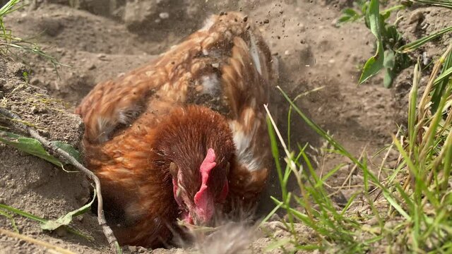 Henne beim Sandbad