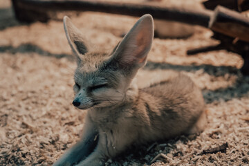 Fennec fox (Vulpes zerda)  close up