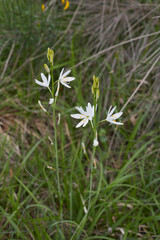 Anthericum liliago