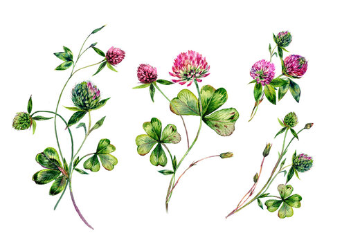 Watercolor Red Clover Bouquet Illustration Collection