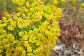 Euphorbia cyparissias