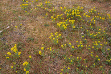 Euphorbia cyparissias