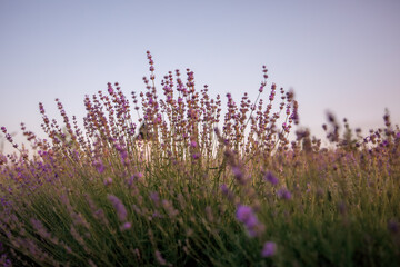 Blooming lavender field in the morning light