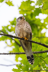 kestrel (falco tinnunculus) on tree branch with green foliage