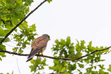 kestrel (falco tinnunculus) sitting on tree branch with green foliage