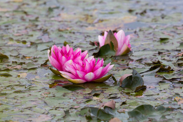pink blossom of nymphaea flower in natural pound