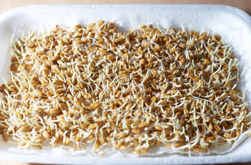 wheat sprouts close up in the box theme proper nutrition healthy lifestyle