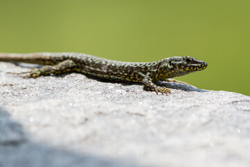 side view european wall lizard (podarcis muralis) on granite stone