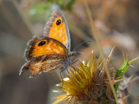 Butterfly photographed in their natural environment.