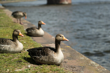 Birds on the river bank