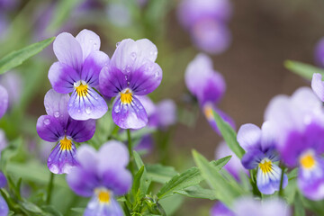 Round drops of water on violet petals close-up. Purple flowers in the garden after the rain.