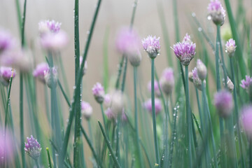 Background from blooming purple flowers onions covered with water drops on a rainy day. Dripping drops on an onion bed close-up. Blooming lettuce tubular onions in the garden.