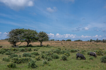 Obraz premium Characteristic landscape on Swedish Baltic Sea island Öland. The island is a popular tourist destination known as the island of sun and wind.
