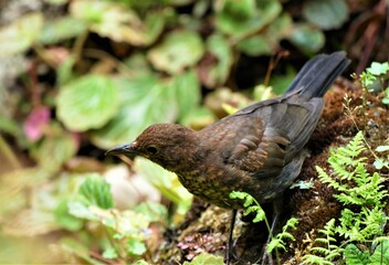Cute little bird enjoy in green nature