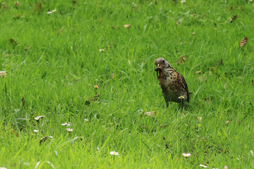 eine Drossel mit mehreren W&uuml;rmern im Schnabel auf der gr&uuml;nen Wiese