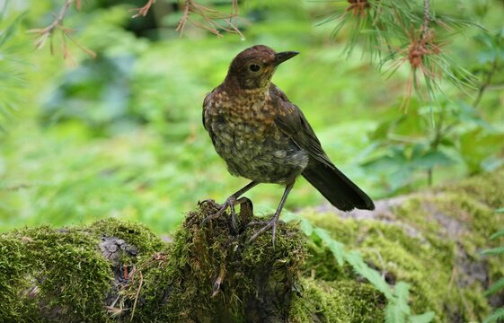 Cute little bird enjoy in green nature