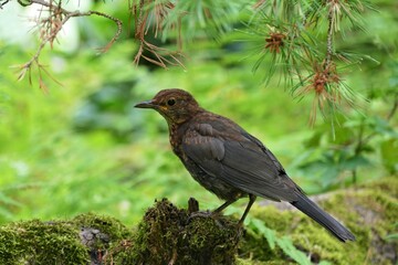 Cute little bird enjoy in green nature