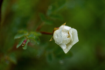 single white unopened rose bud in garden, petals covered with water drops after rain. Some blurred...