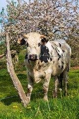 Animal ferme vache 567