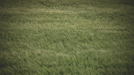 green rye field in windy weather. Early summer agricultural background