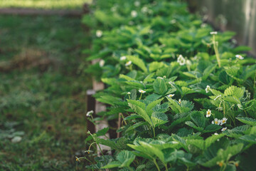 Strawberries blooming with white flowers in the garden bed. Gardening, growing strawberry concept	