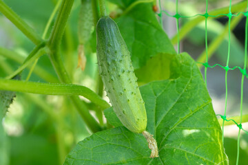 Young plant cucumber with yellow flowers. Juicy fresh cucumber close-up macro on a background of leaves