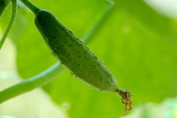Young plant cucumber with yellow flowers. Juicy fresh cucumber close-up macro on a background of leaves