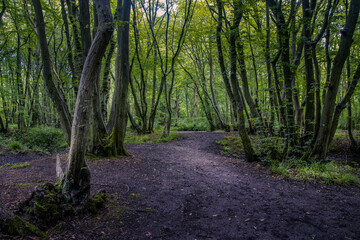 Fototapeta premium path in the forest
