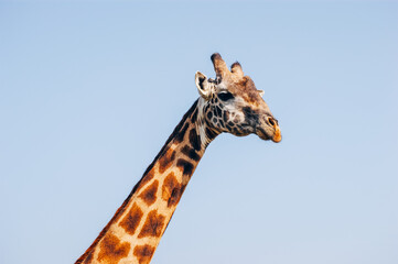 Giraffe in the wild