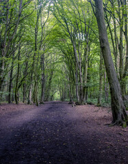path in the forest