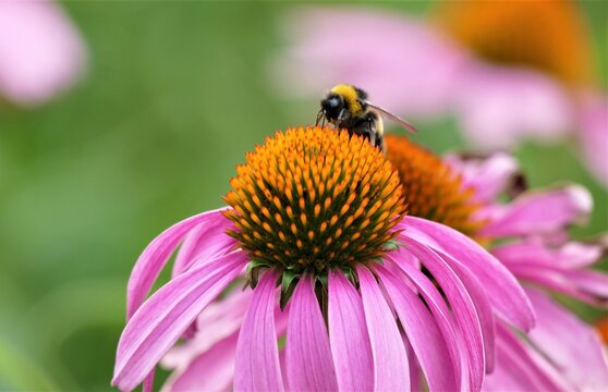 Bumblebee and pink echinacea flower