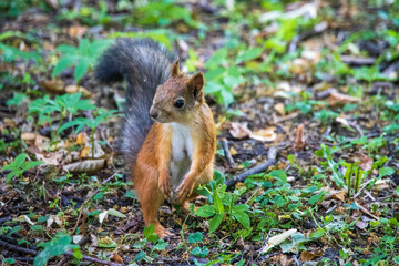 Squirrel in the summer in the Central Park in St. Petersburg