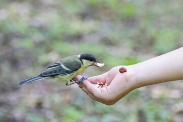 A tit pecks with his hands in the Central Park in St. Petersburg