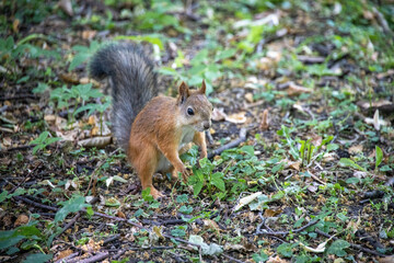 Naklejka na ściany i meble Squirrel in the summer in the Central Park in St. Petersburg