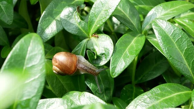 Snail is moving slowly and ant is running along the succulent leaves. Life of insects and gastropods