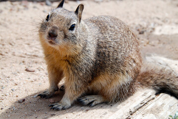 Closeup on North American squirrel
