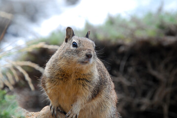 Naklejka na ściany i meble Closeup on North American squirrel 