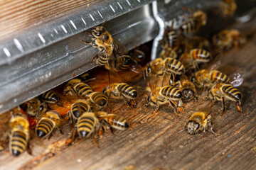 Honey bees in front of the hive.