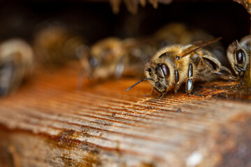 Honey bee sits in front of the entrance to the hive.