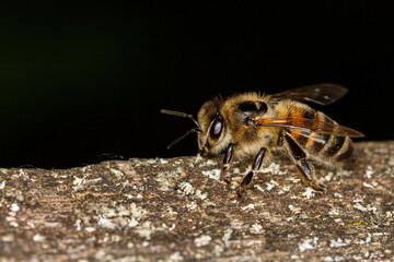 Honey bee sits on the edge of an old board. Bee on a wooden board with a dark background for text.