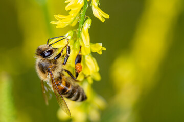 Honey bee collects nectar and pollen from a yellow sweet clover.