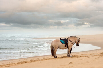 horsewoman walking with her fjord