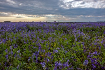 Fototapeta premium Morning landscape on a field with alfalfa